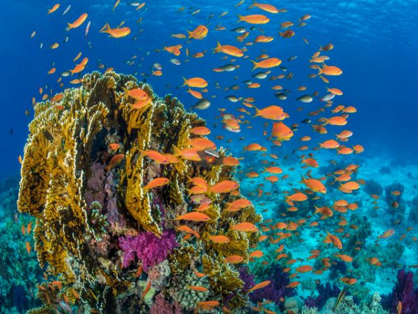 Private Diving Tour Explore Van Phong Bay Coral Reef